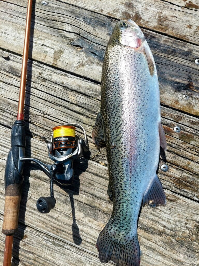 rainbow trout