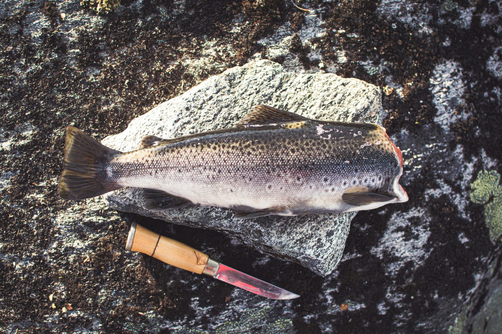 cleaned trout