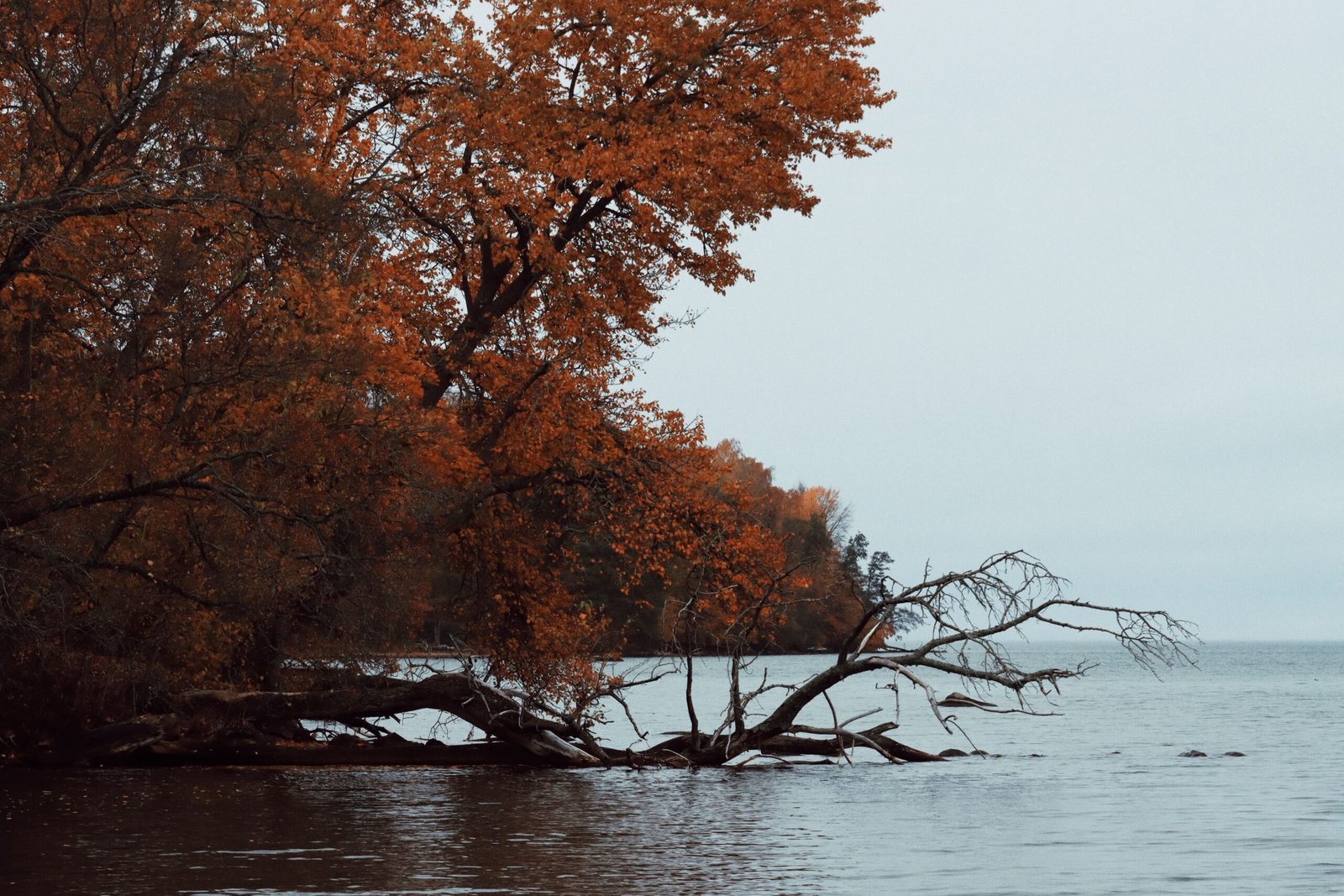 treefall in lake