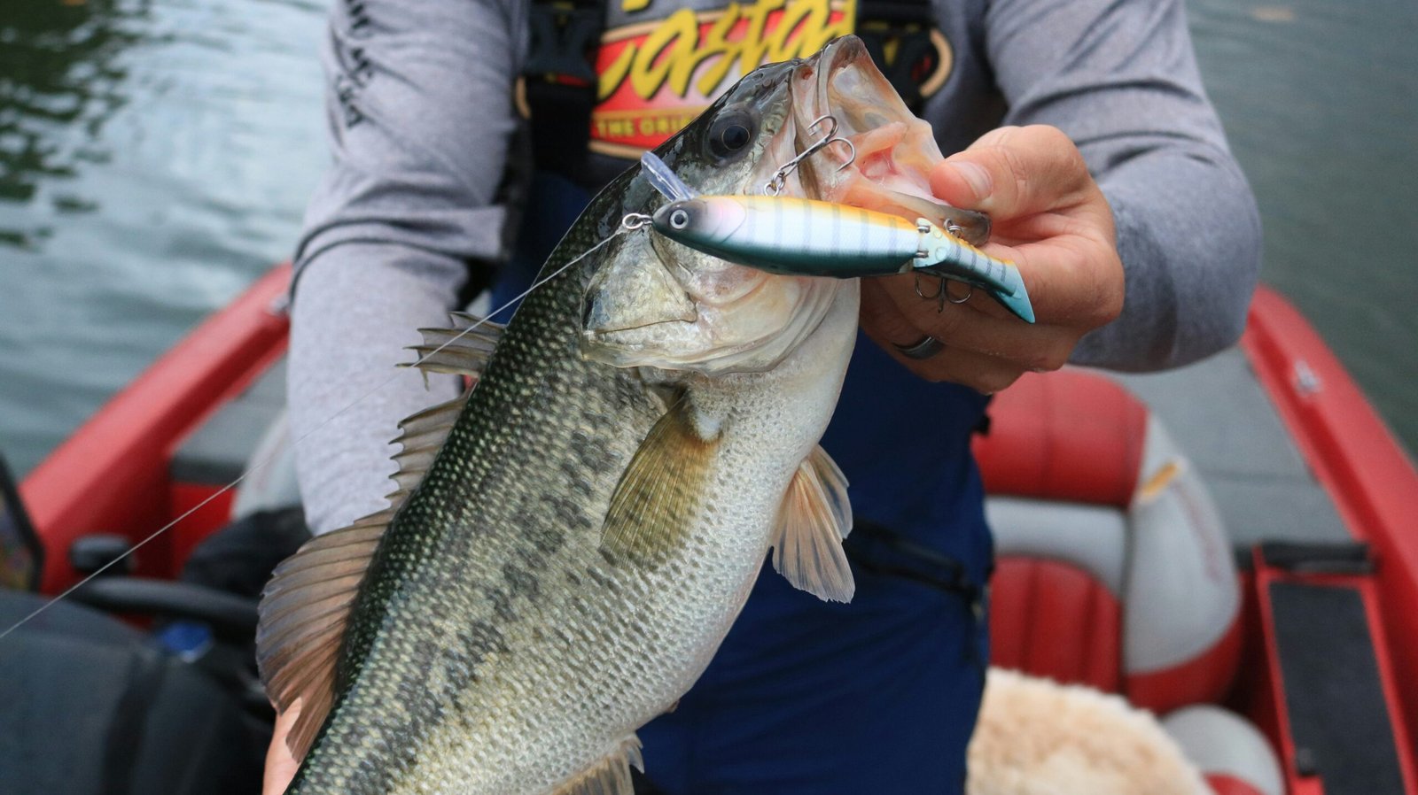 largemouth bass