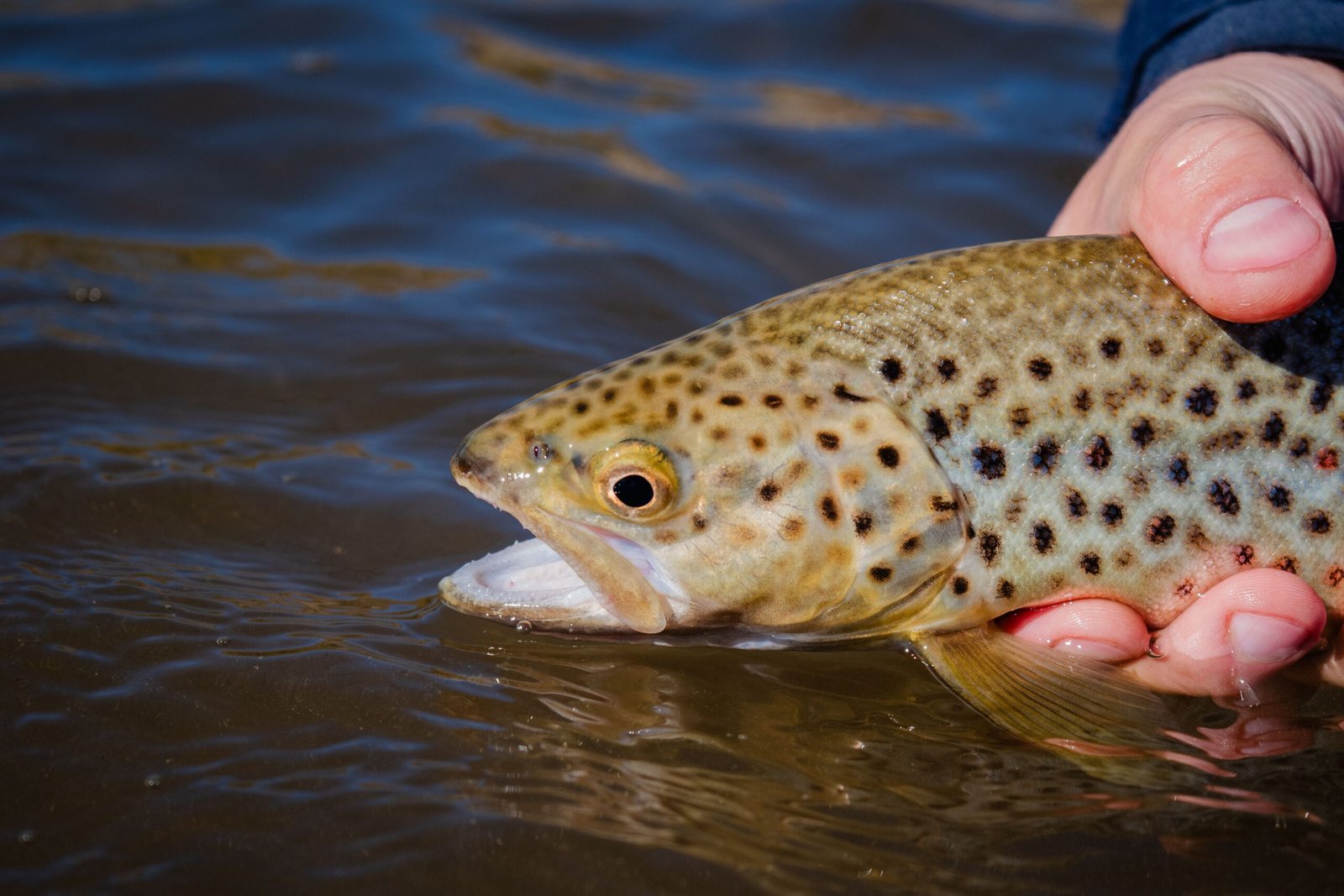 brown trout